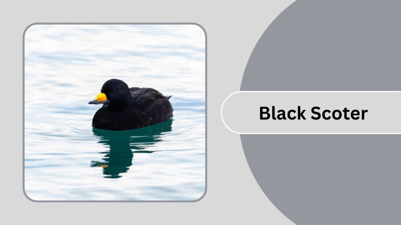 Black Scoter