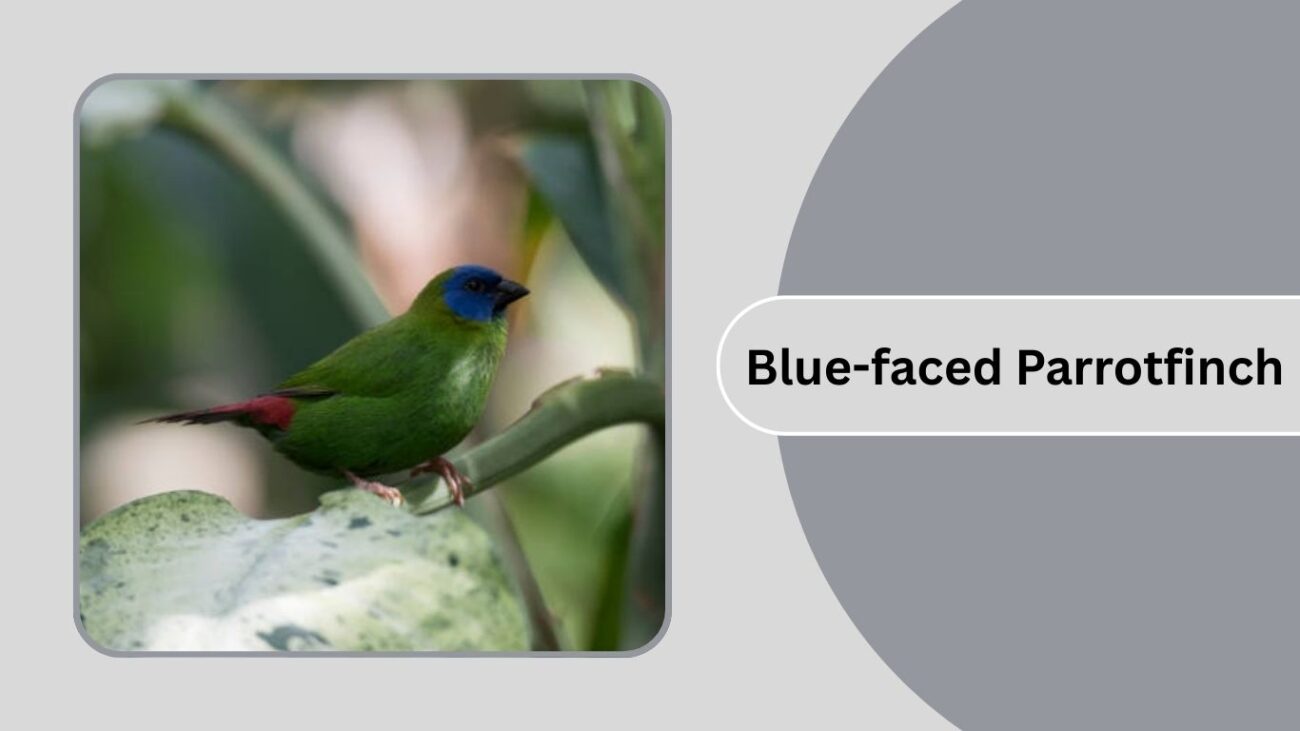 Blue-faced Parrotfinch