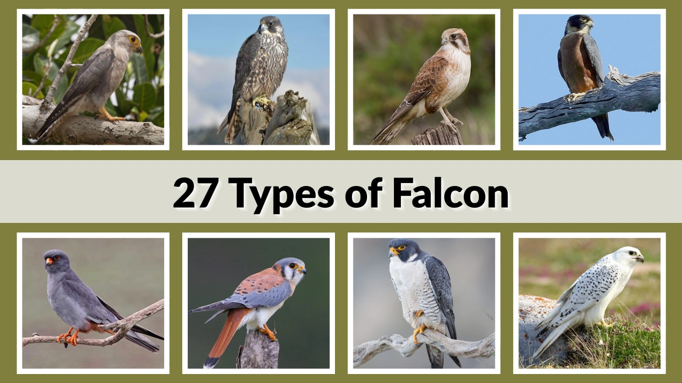 27 Types Of Falcons ID Guide With Pictures 27 Types Of Falcons ID Guide With Pictures