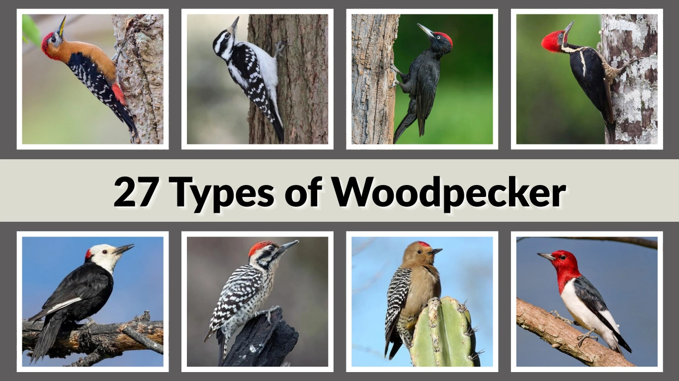 27 Types of Woodpecker identification with Pictures