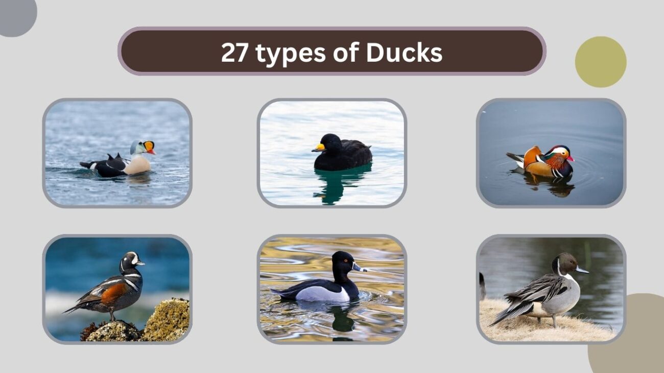 27 Duck Types: ID Guide with Pictures