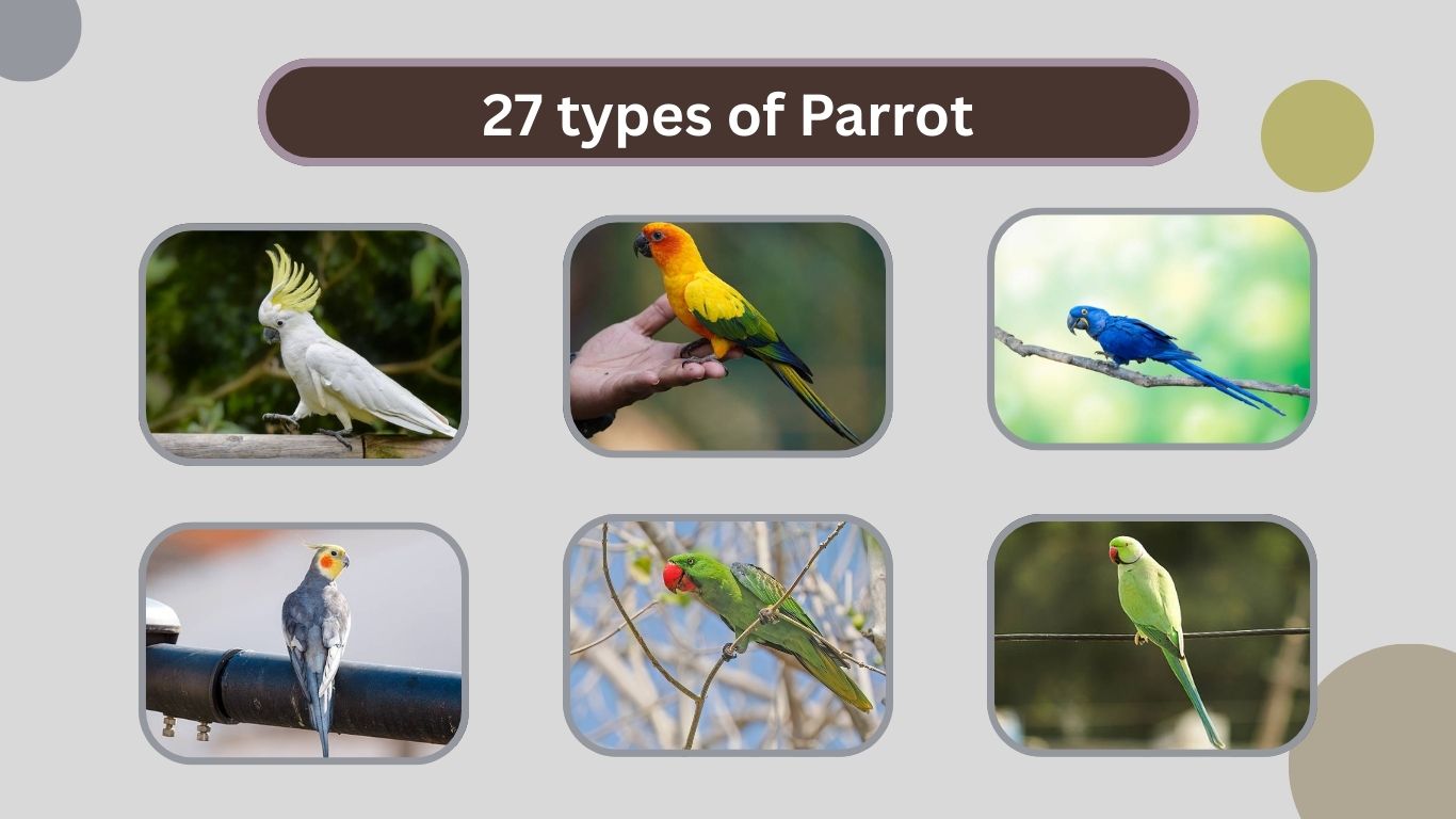 27 types of Parrot