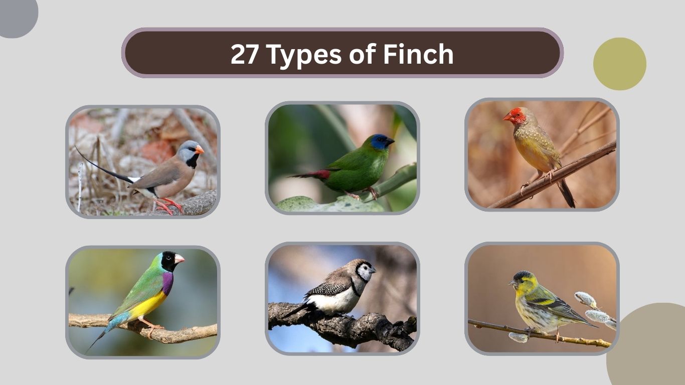27 Types of Finch