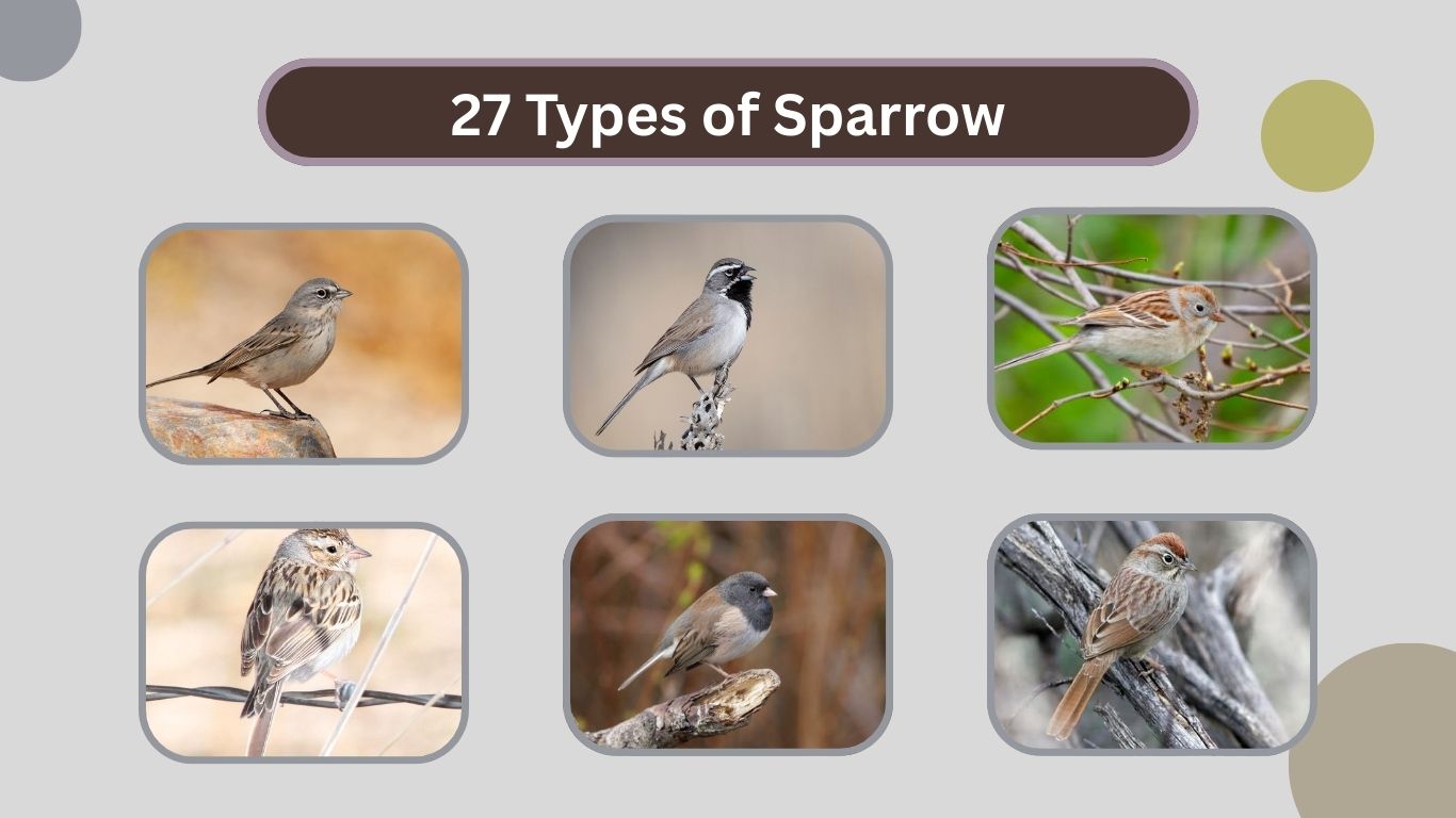 27 Types of Sparrow