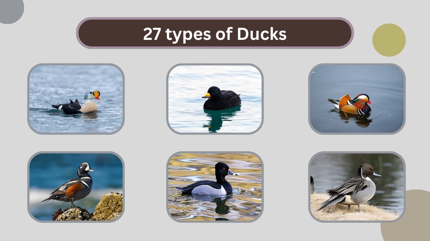 27 types of Ducks