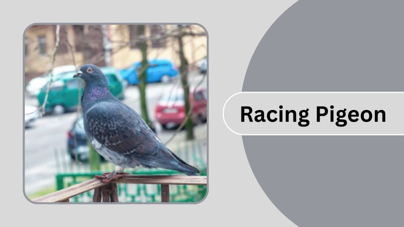 Racing Pigeon