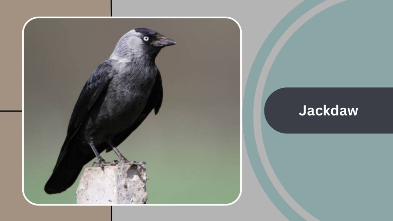 Jackdaw