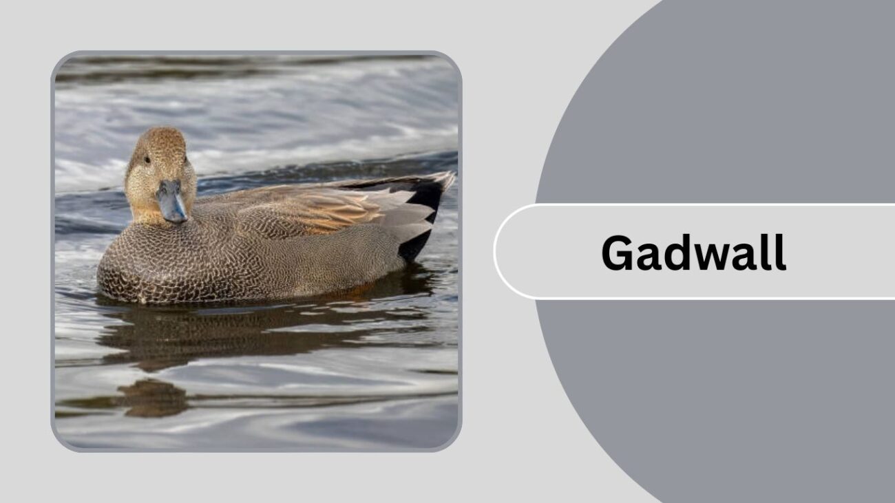 Gadwall