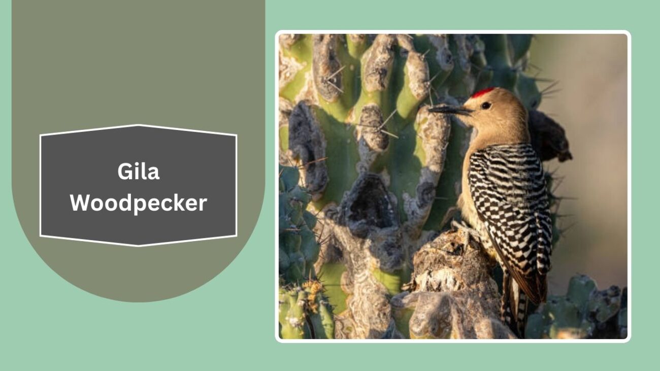 Gila Woodpecker