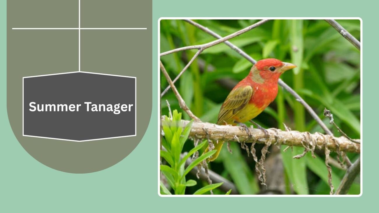 Summer Tanager