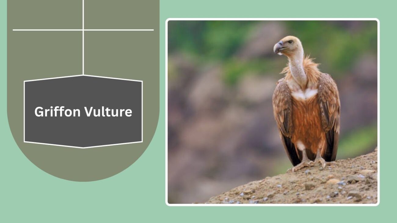 Griffon Vulture