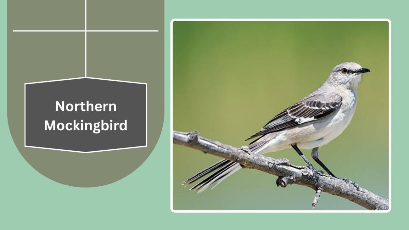 Northern Mockingbird