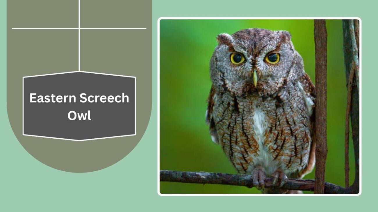 Eastern Screech Owl