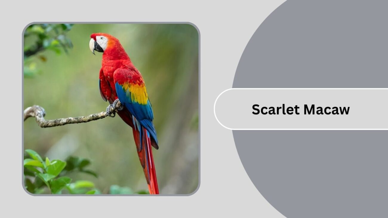 Scarlet Macaw