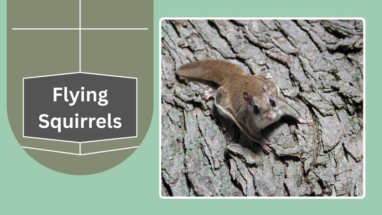 Flying Squirrels