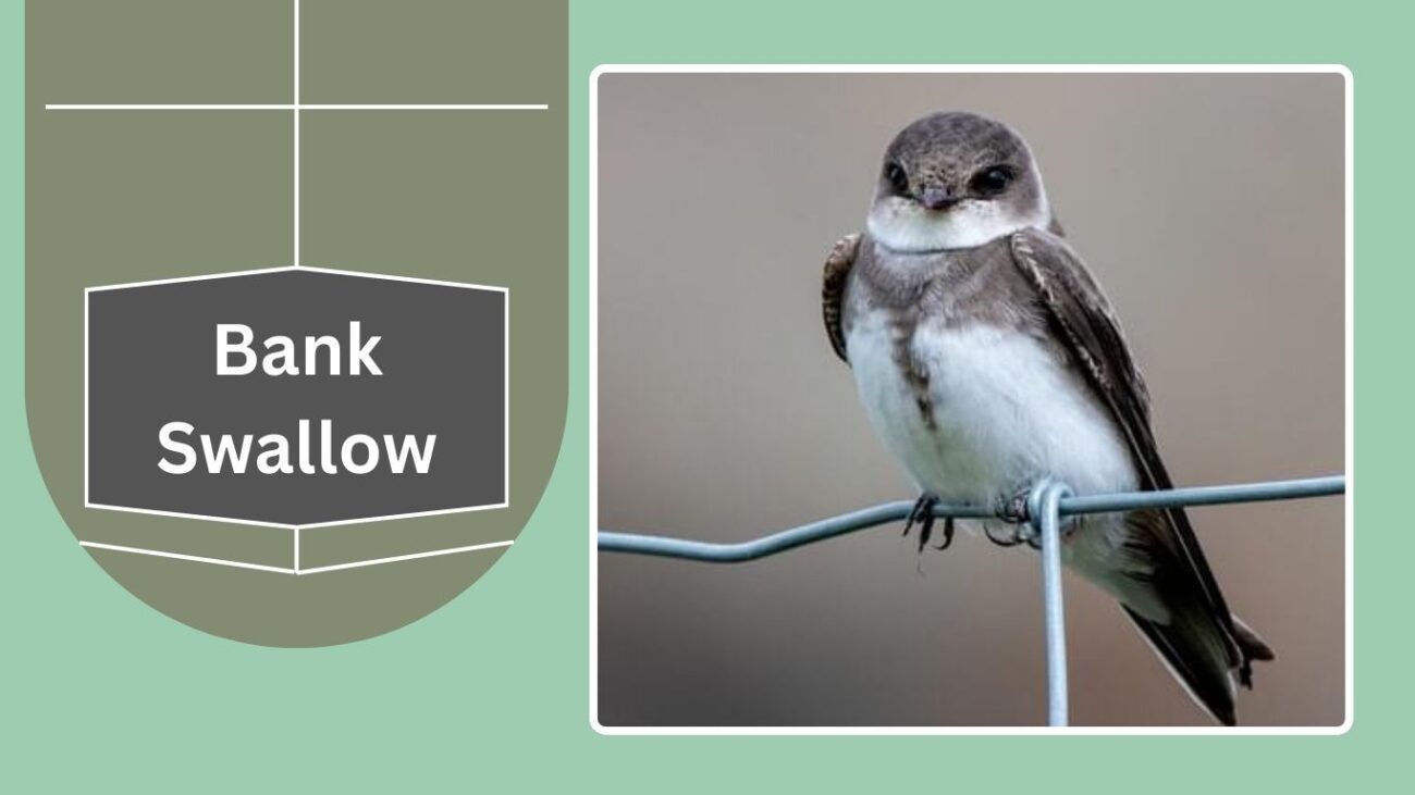 Bank Swallow