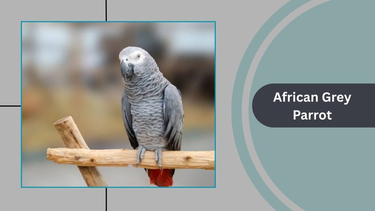 African Grey Parrot