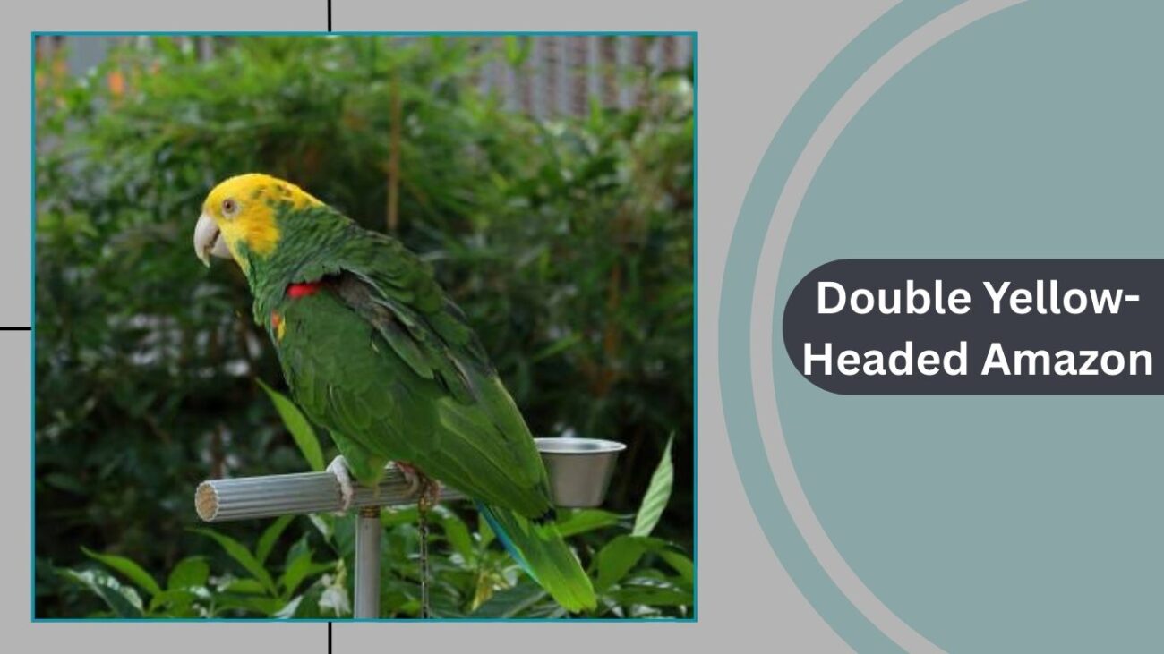 Double Yellow-Headed Amazon