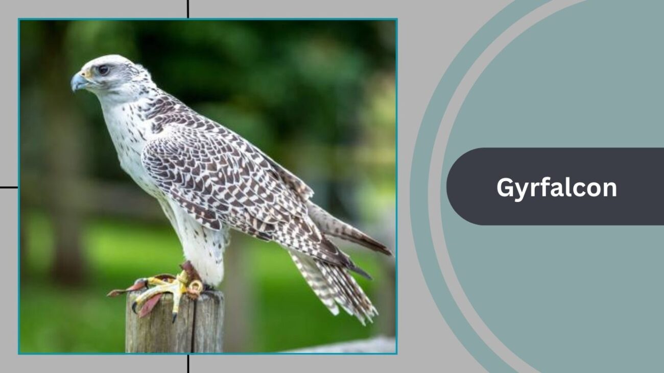Gyrfalcon