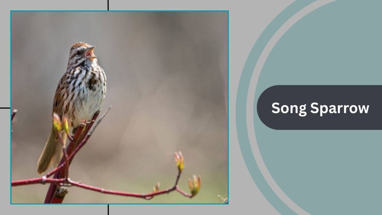 Song Sparrow