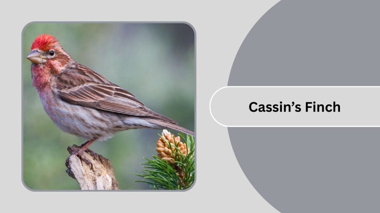 Cassin’s Finch