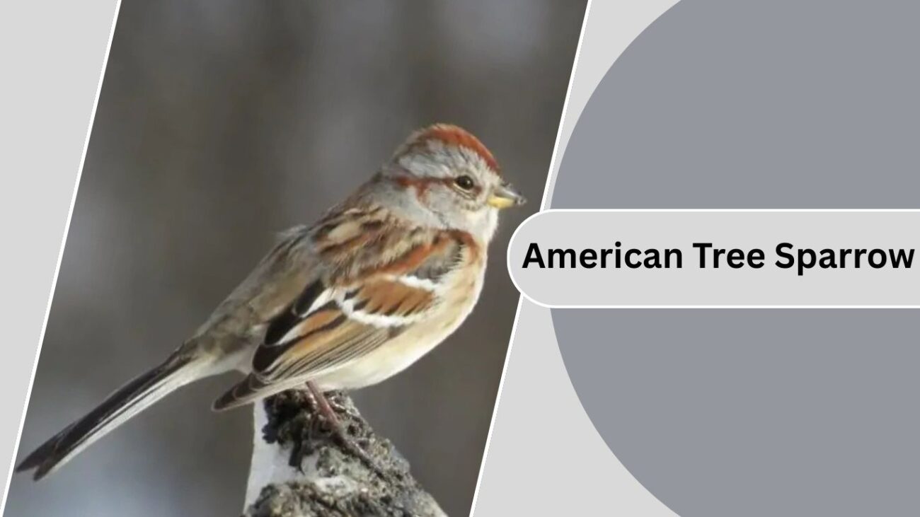 American Tree Sparrow