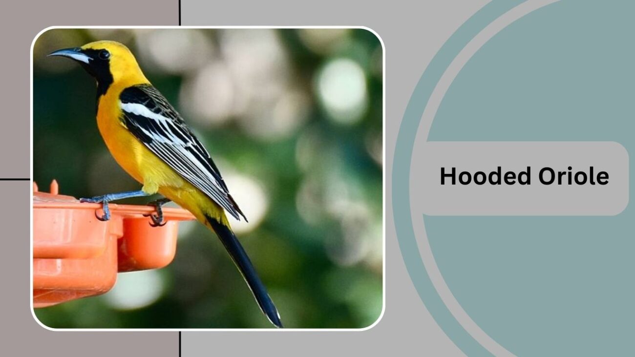 Hooded Oriole