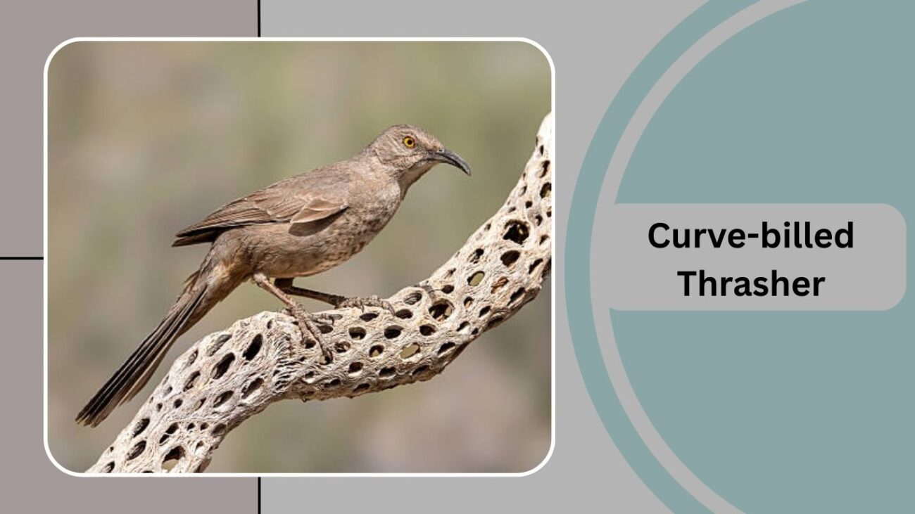 Curve-billed Thrasher