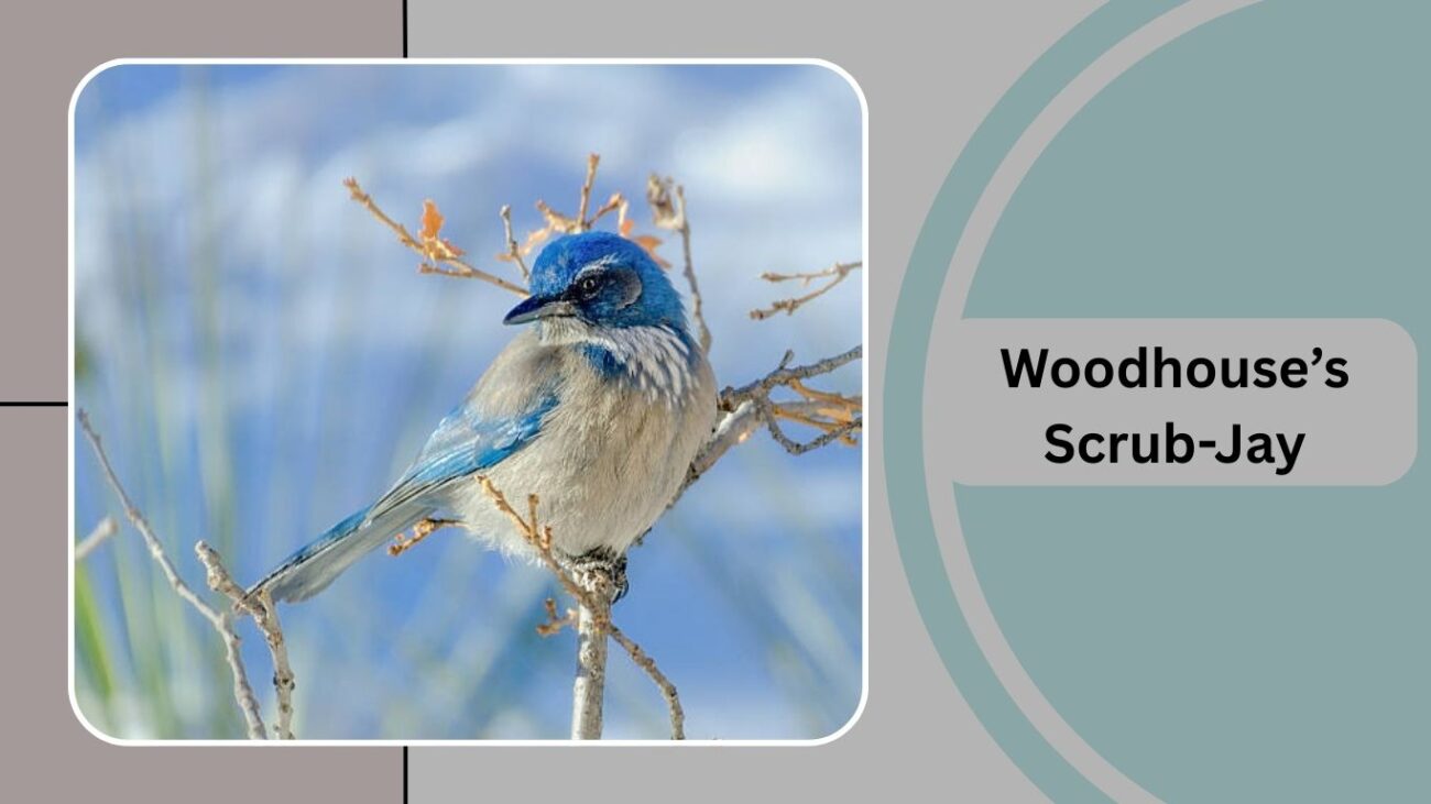 Woodhouse’s Scrub-Jay