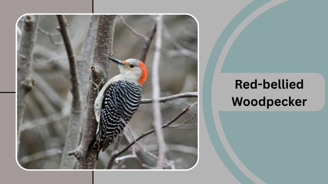 Red-bellied Woodpecker