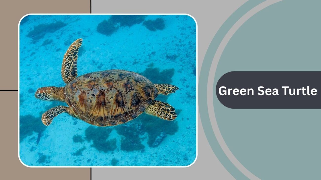 Green Sea Turtle