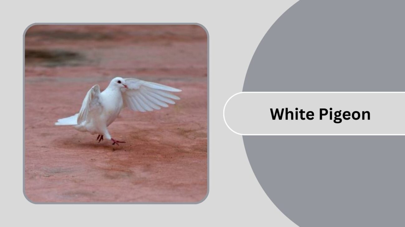 White Pigeon