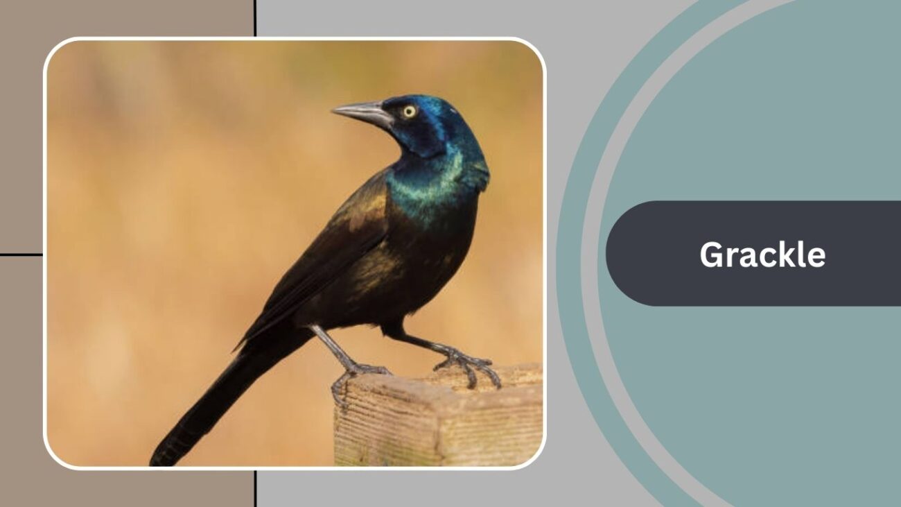Grackle