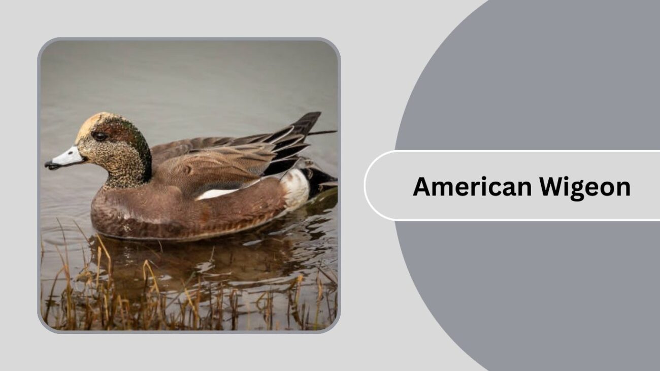 American Wigeon