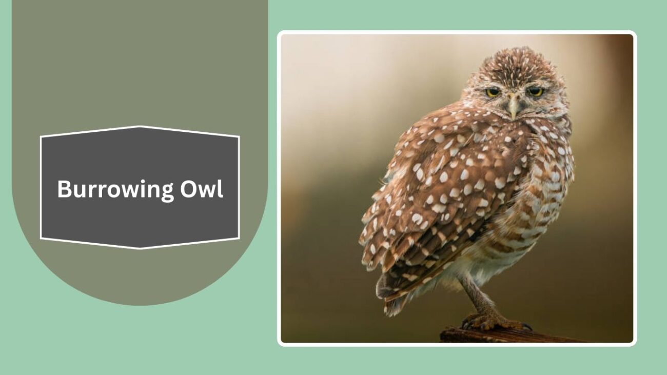 Burrowing Owl