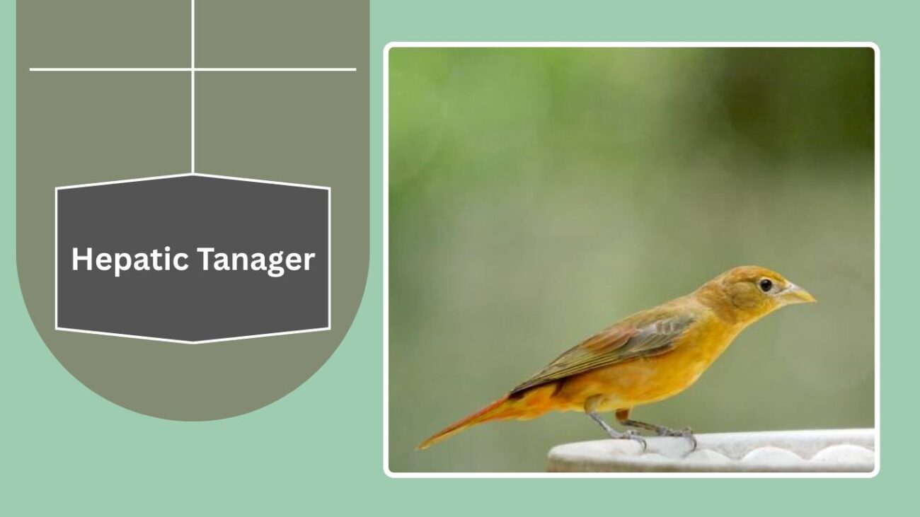  Hepatic Tanager