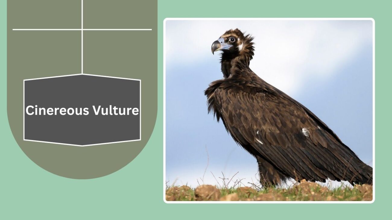 Cinereous Vulture