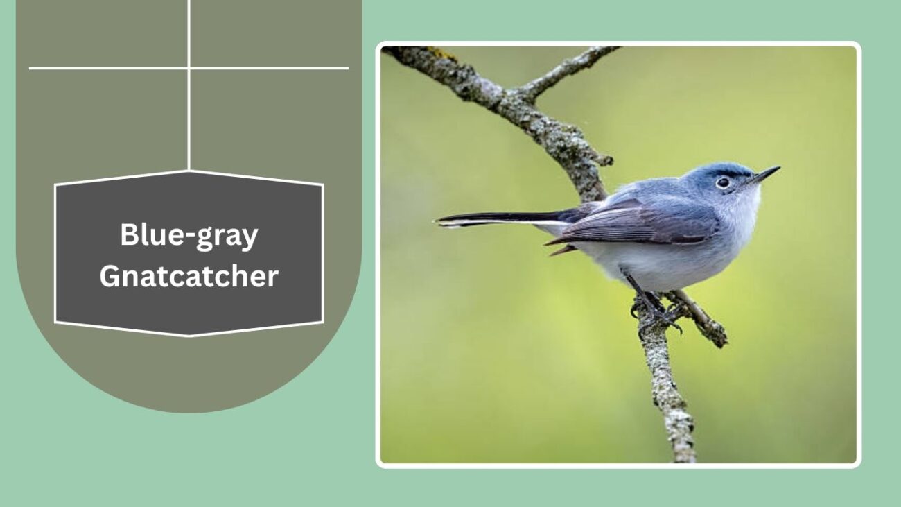 Blue-gray Gnatcatcher