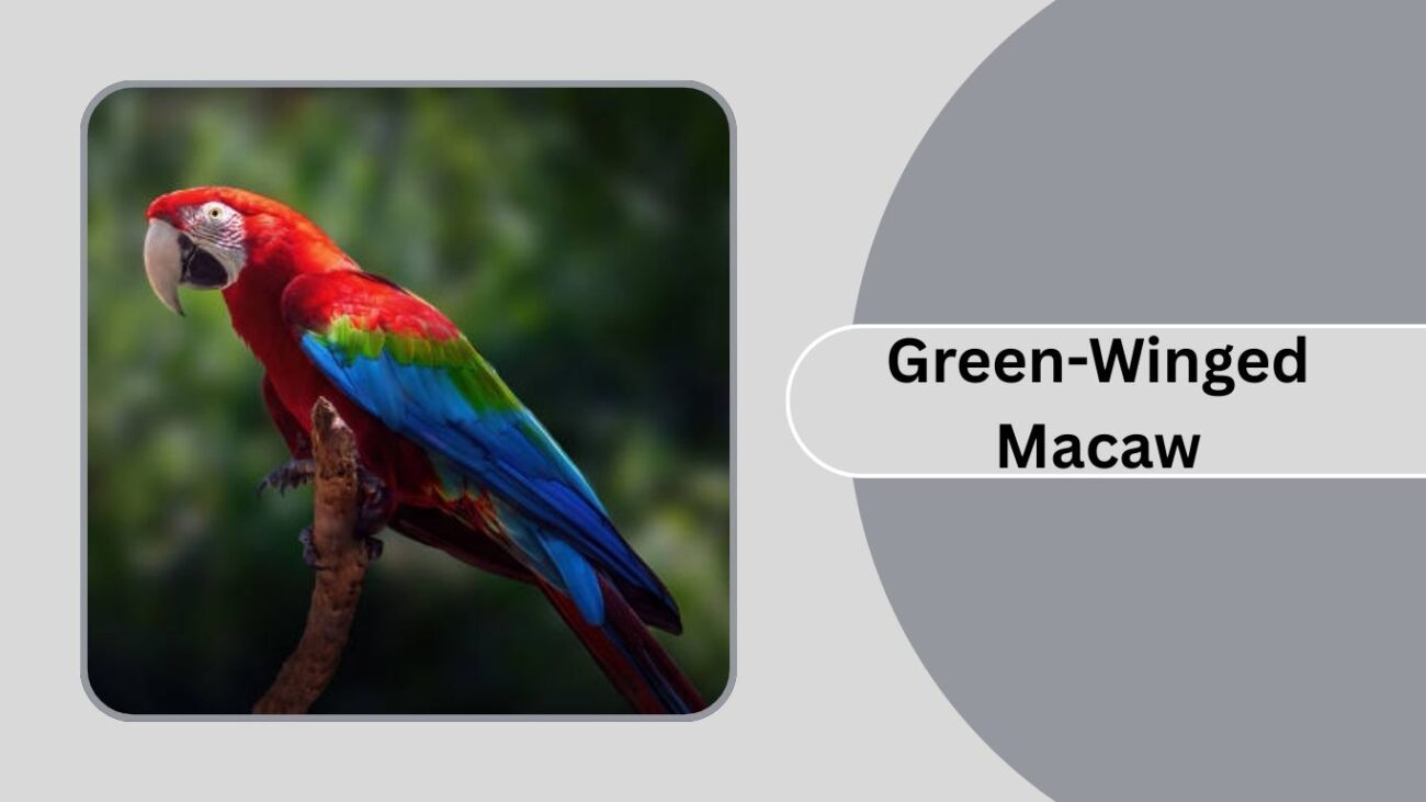  Green-Winged Macaw