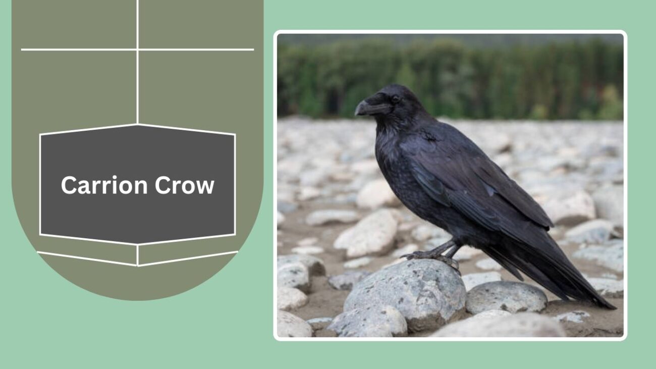 Carrion Crow