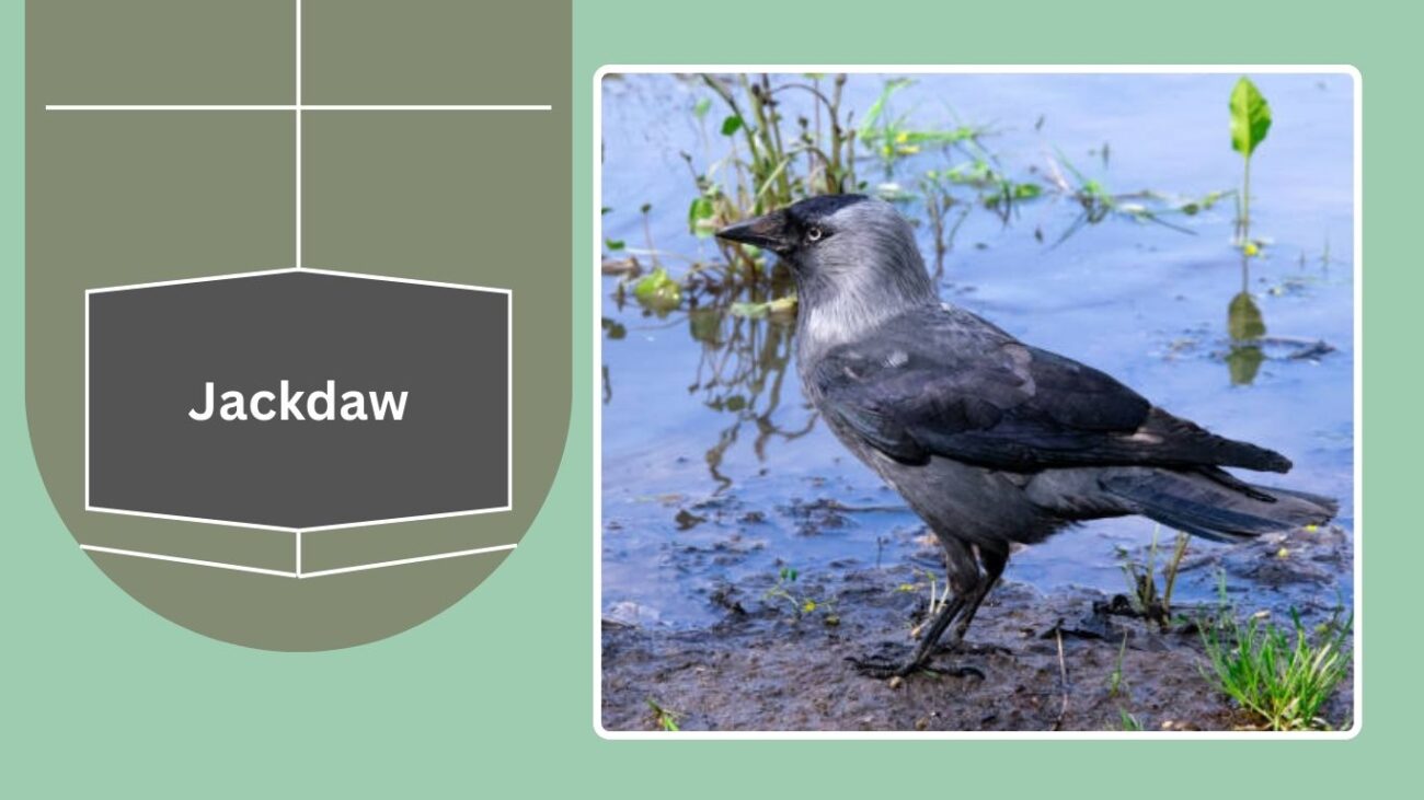 Jackdaw