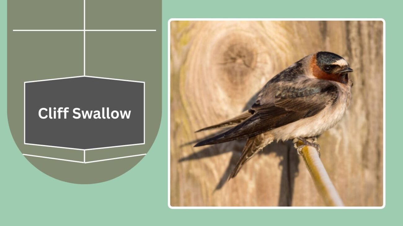 Cliff Swallow
