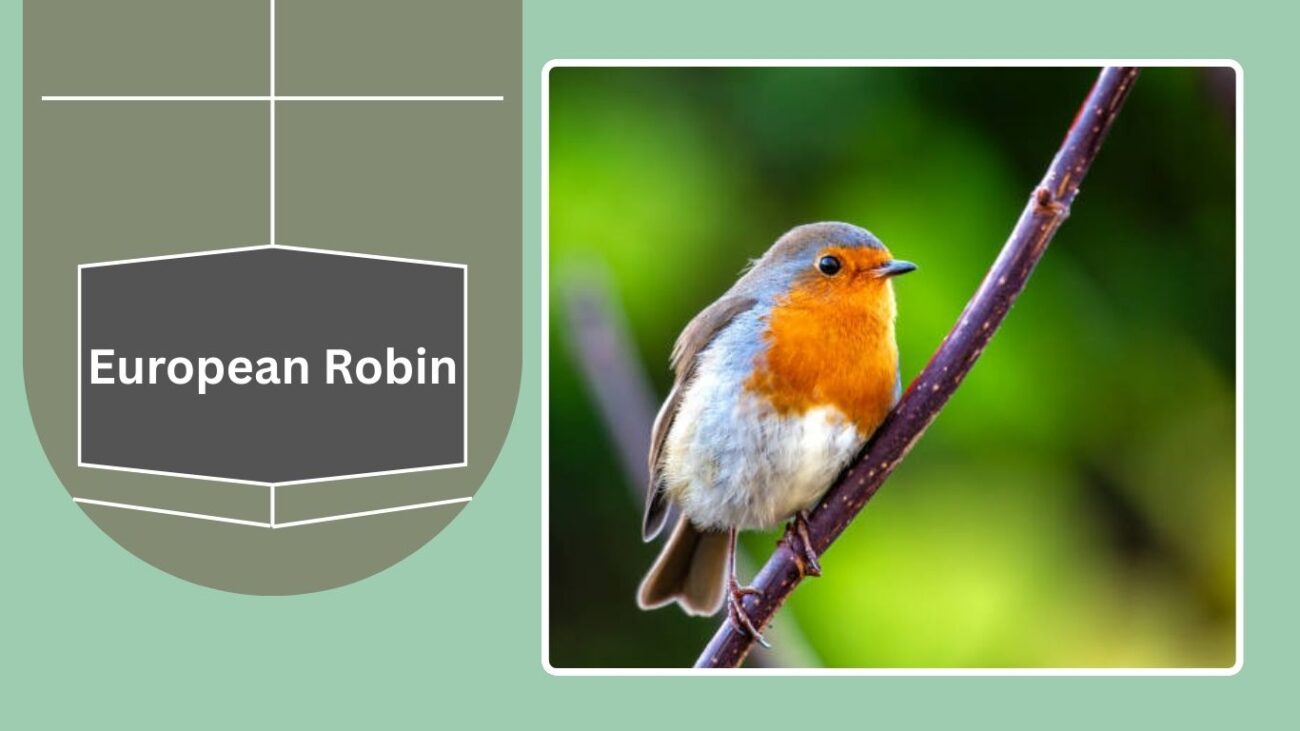 European Robin