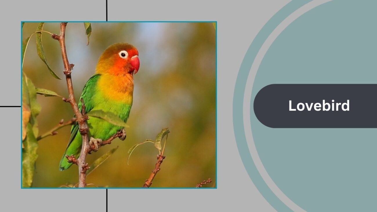Lovebird