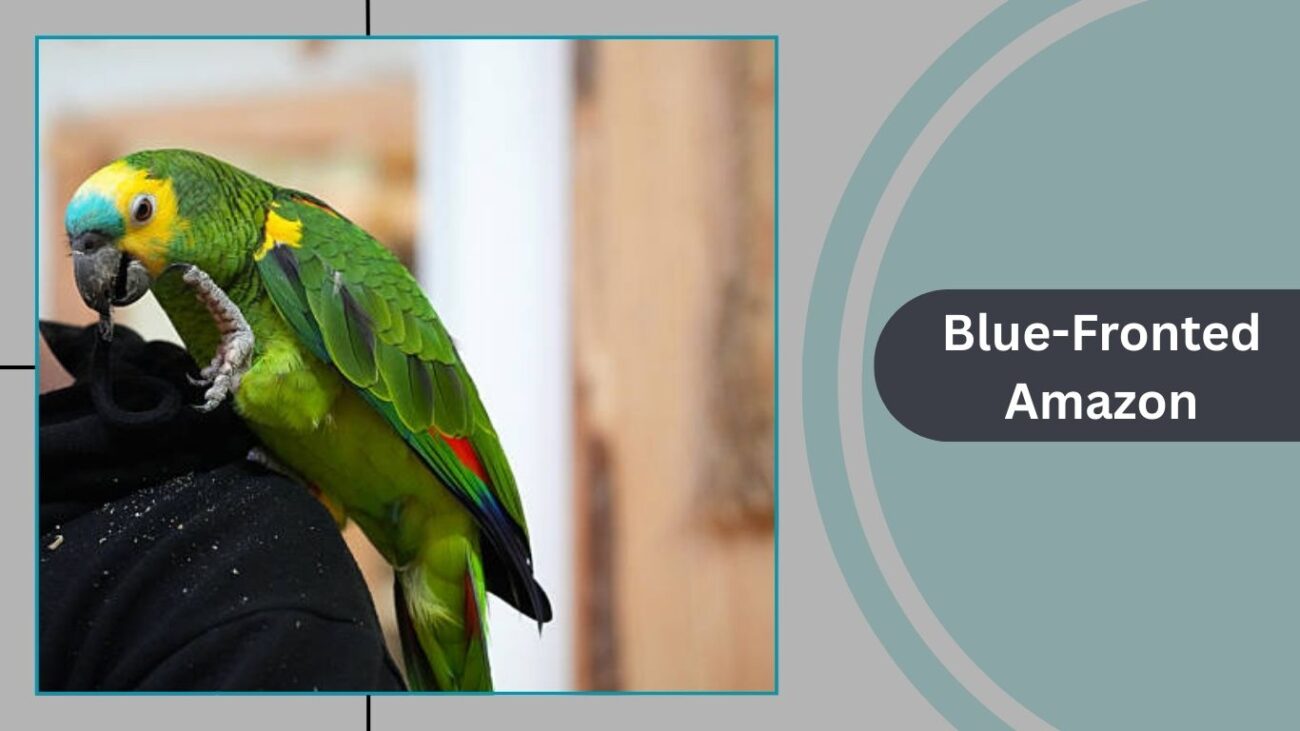 Blue-Fronted Amazon