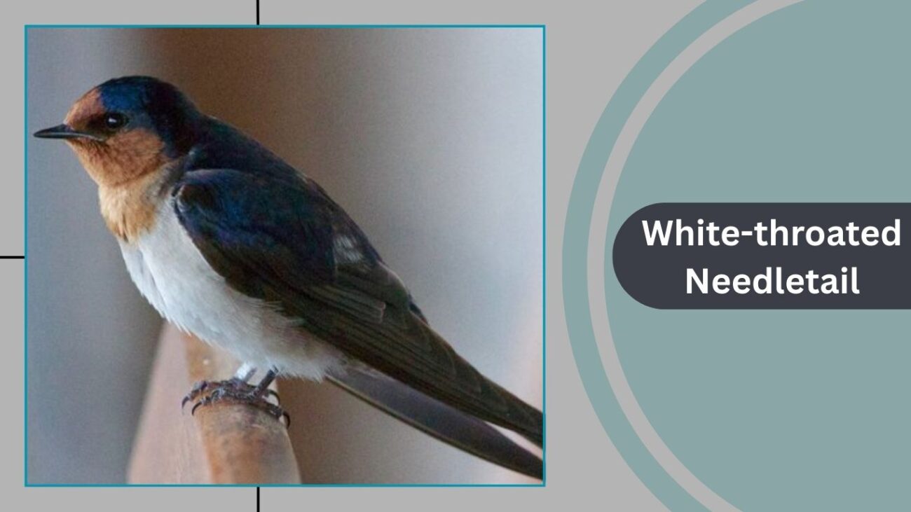 White-throated Needletail