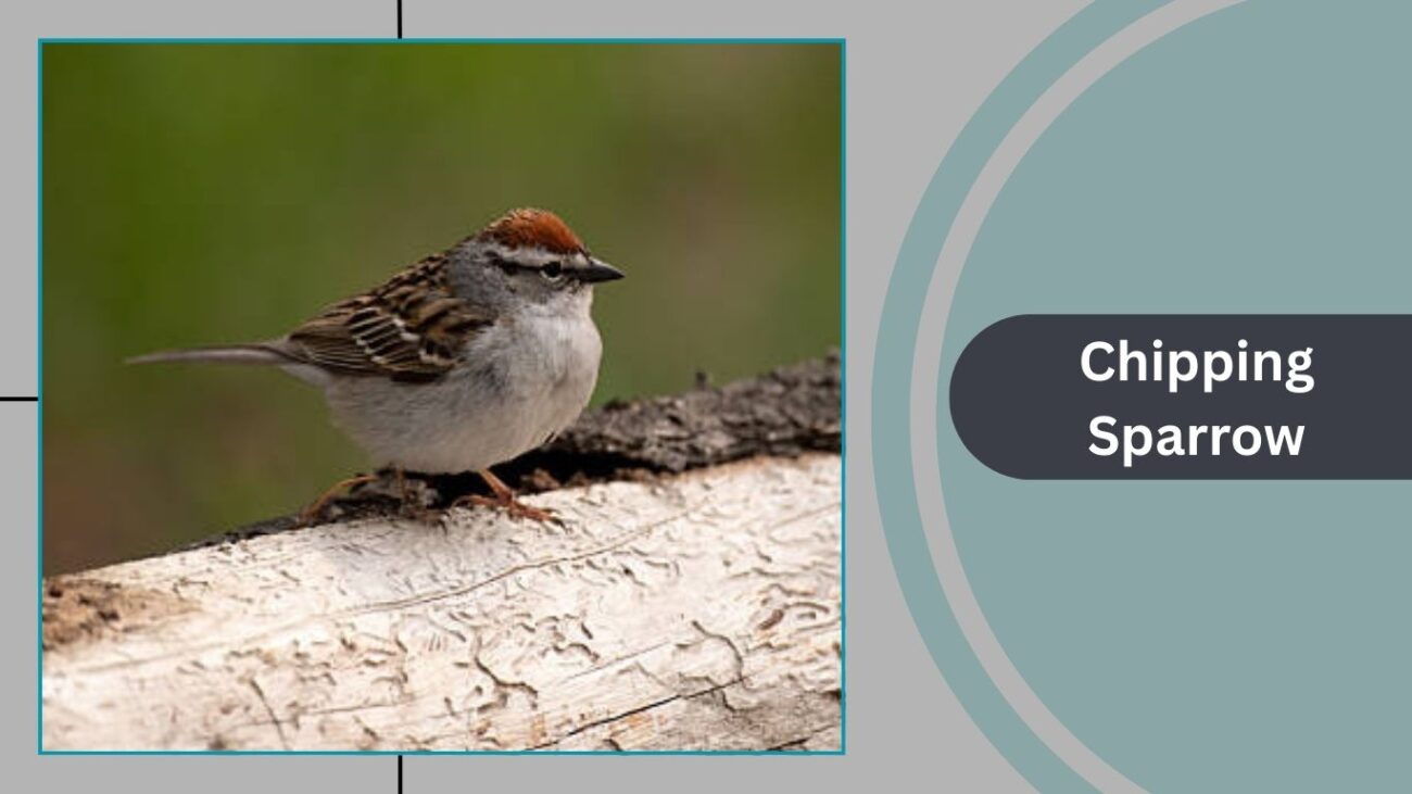 Chipping Sparrow