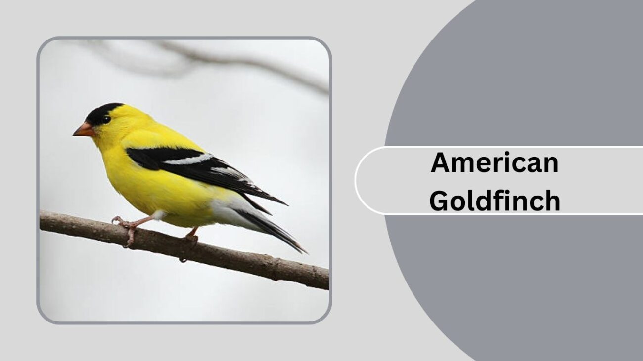 American Goldfinch
