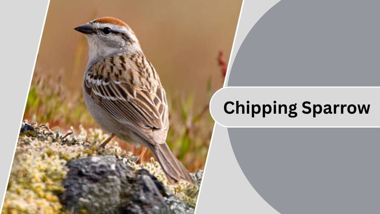  Chipping Sparrow