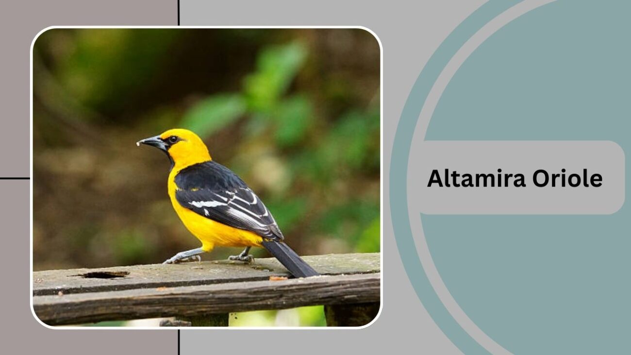  Altamira Oriole